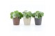 Pilea peperomioides in nature keramiek 