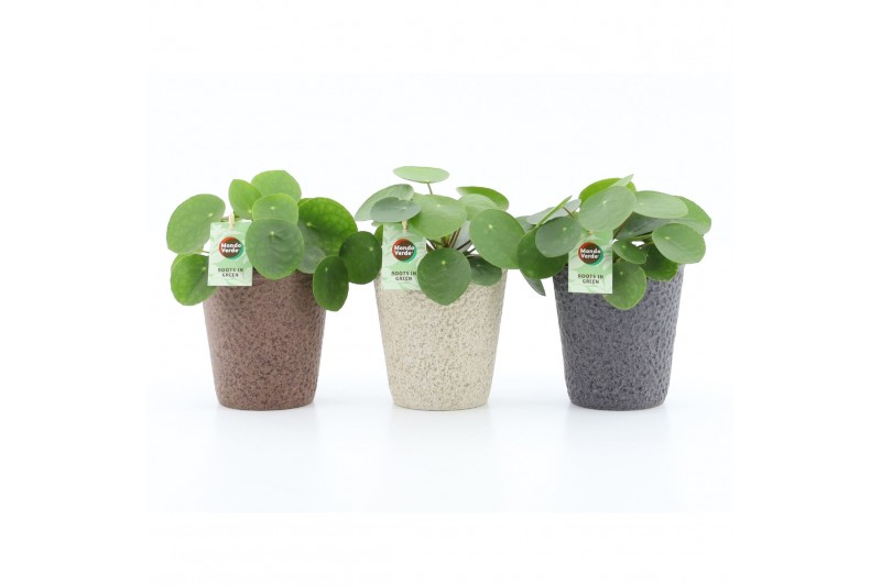 Pilea peperomioides in nature keramiek 