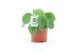 Pilea peperomioides 