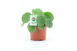 Pilea peperomioides