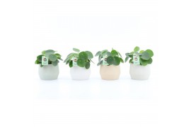Pilea peperomioides in sandy keramiek