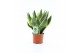 Sansevieria trifasciata futura superba 
