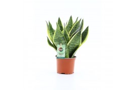 Sansevieria trifasciata futura superba