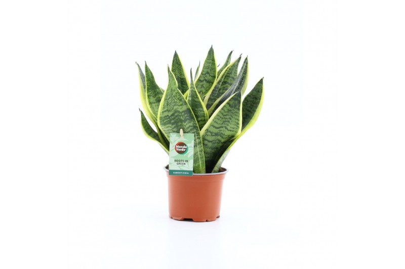 Sansevieria trifasciata futura superba 