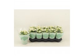 Kalanchoe calandiva whites Kalanchoe Double, Le Chic White 1 pp