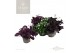 Oxalis mix Ikigai 