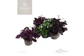 Oxalis mix Ikigai