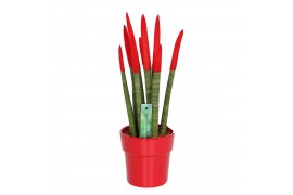 Sansevieria cylindrica velvet touchz® rood in keramiek edel