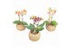 Kokodama phalaenopsis mix kd12orch2t 2 tak 