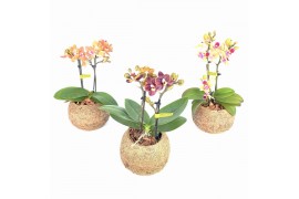 Kokodama phalaenopsis mix kd12orch2t 2 tak