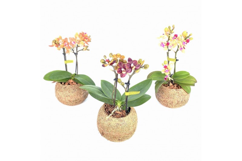 Kokodama phalaenopsis mix kd12orch2t 2 tak 