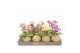 Kokodama phalaenopsis mix kd12orch2t 2 tak 