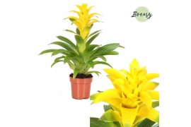 Guzmania diana