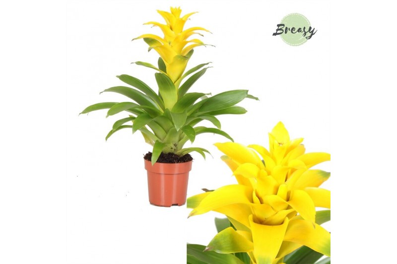 Guzmania diana 