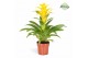 Guzmania diana 