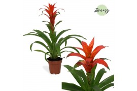 Guzmania Suerte Orange