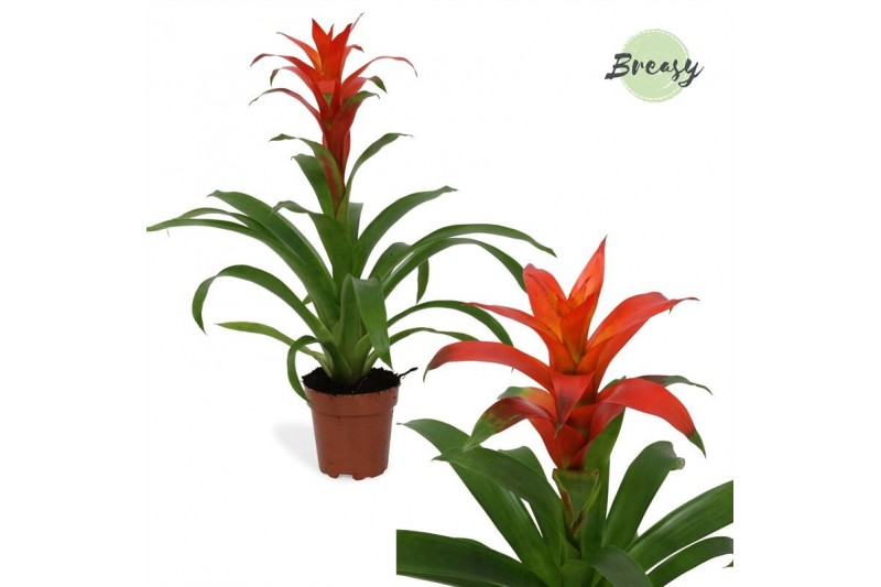Guzmania Suerte Orange 