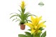 Guzmania deseo yellow 