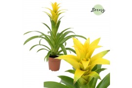 Guzmania deseo yellow