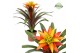 Guzmania Fiero Yellow 