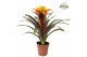 Guzmania Fiero Yellow 