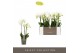 Phalaenopsis multiflora starrion optimost 3 tak 