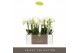 Phalaenopsis multiflora starrion optimost 3 tak 