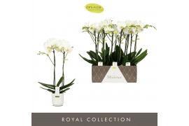 Phalaenopsis wit Maistro Bach - 2 tak, 18+ bloem - 60cm - Lazio White