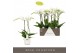 Phalaenopsis wit Maistro Mozart - 2 tak, 18+ bloem - 50cm - Lazio Whit 