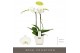 Phalaenopsis wit Maistro Mozart - 2 tak, 18+ bloem - 50cm - Lazio Whit 