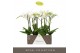 Phalaenopsis wit Maistro Mozart - 2 tak, 18+ bloem - 50cm - Lazio Whit 