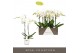 Phalaenopsis wit Maistro Verdi - 2 tak, 18+ bloem - 60cm - Lazio White 