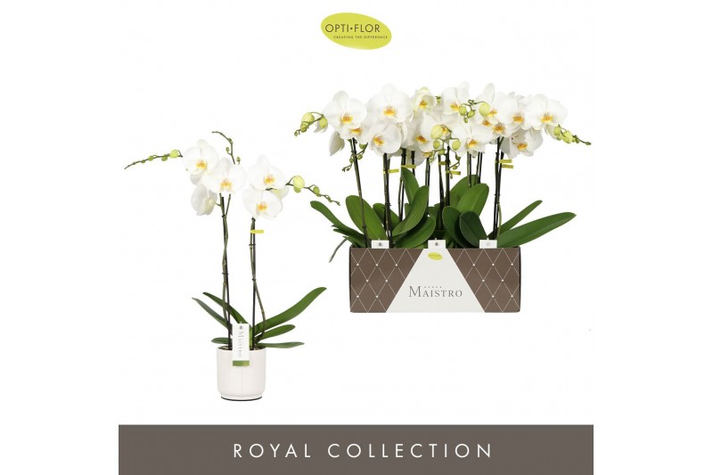 Phalaenopsis wit Maistro Verdi - 2 tak, 18+ bloem - 60cm - Lazio White 