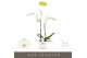 Phalaenopsis wit Maistro Verdi - 2 tak, 18+ bloem - 60cm - Lazio White 
