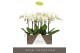 Phalaenopsis wit Maistro Verdi - 2 tak, 18+ bloem - 60cm - Lazio White 