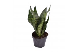 Sansevieria trifasciata larenzii