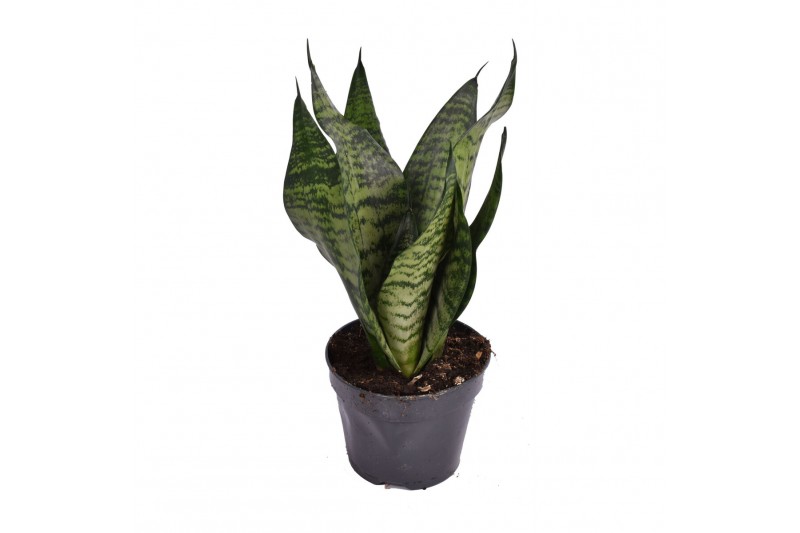 Sansevieria trifasciata larenzii 