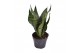 Sansevieria trifasciata larenzii 