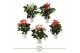Anthurium andr. mix 5 kleuren 