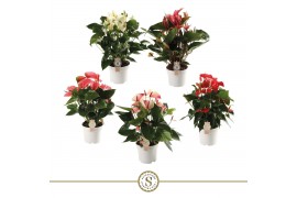 Anthurium andr. mix 5 kleuren