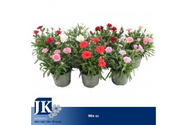 Dianthus mixkar 5 kleuren