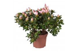 Rhododendron simsii sachsenstern Azalea Sachsenstern bicolor rood/wit 