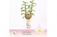 Dendrobium nob. spring dreamstarclass apollon 2-spike Exclusiva Orchid 