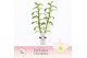 Dendrobium nob. spring dreamstarclass apollon 2-spike Exclusiva Orchid 