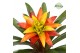 Guzmania Fiero Yellow 