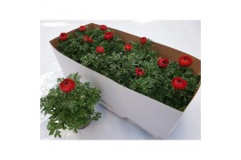 Ranunculus asiaticus sprinkles red Ran. rood