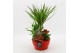Arrangementen kamerplanten BACR-2509R Basic fundamentals 4 pp 