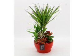 Arrangementen kamerplanten BACR-2509R Basic fundamentals 4 pp