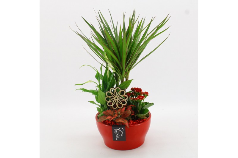 Arrangementen kamerplanten BACR-2509R Basic fundamentals 4 pp 