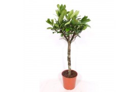 Ficus cyathistipula stam